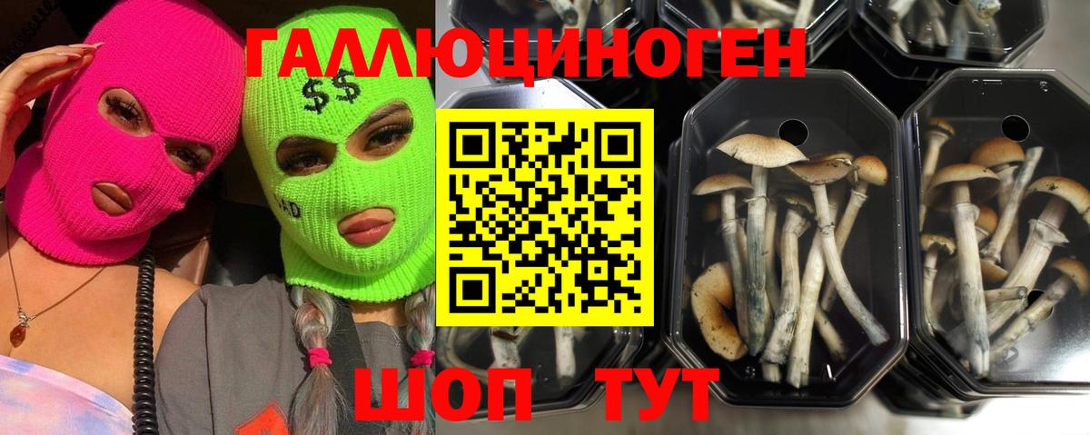 Соликамск  Галлюциногенные грибы прущие грибы  Вход с VPN 